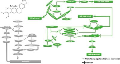 Update and New Insights on Future Cancer Drug Candidates From Plant-Based Alkaloids